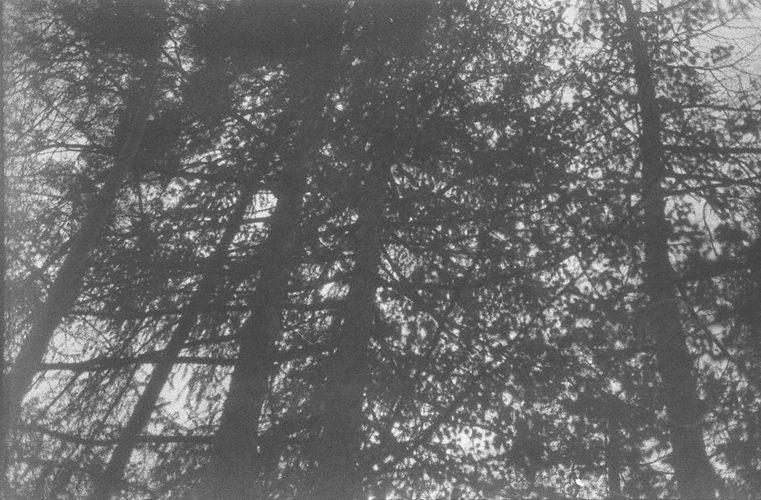 trees from below