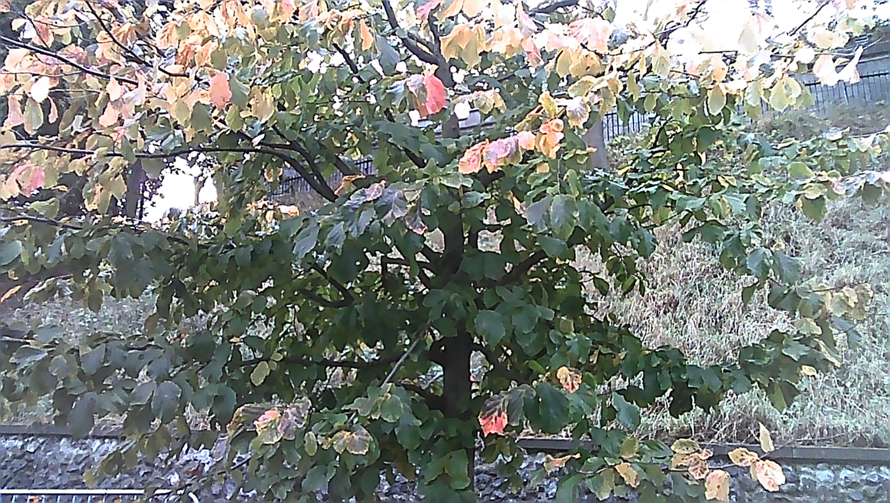 tree