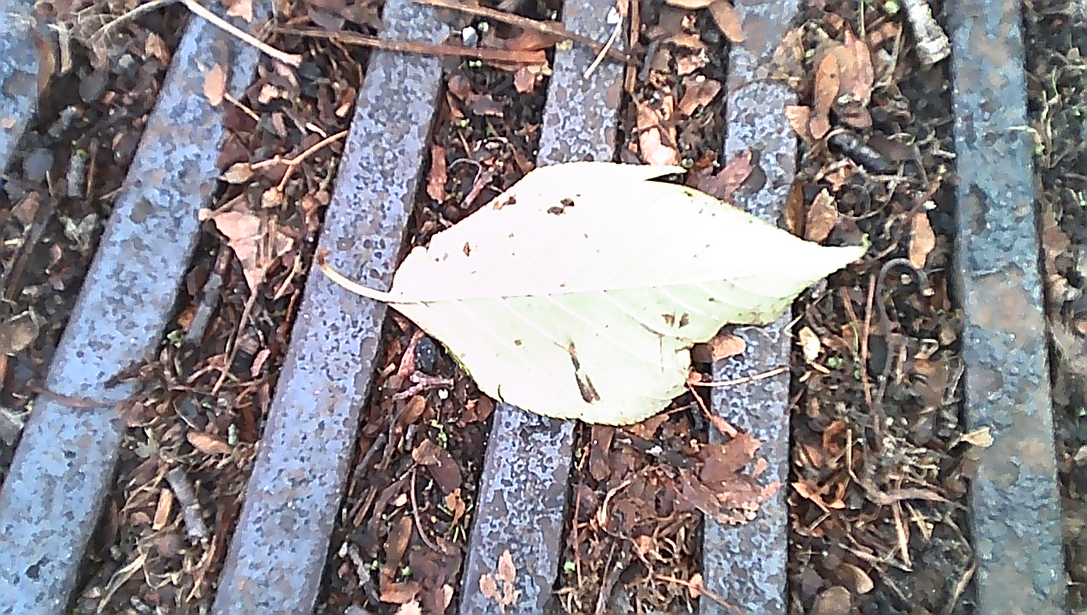 leaf