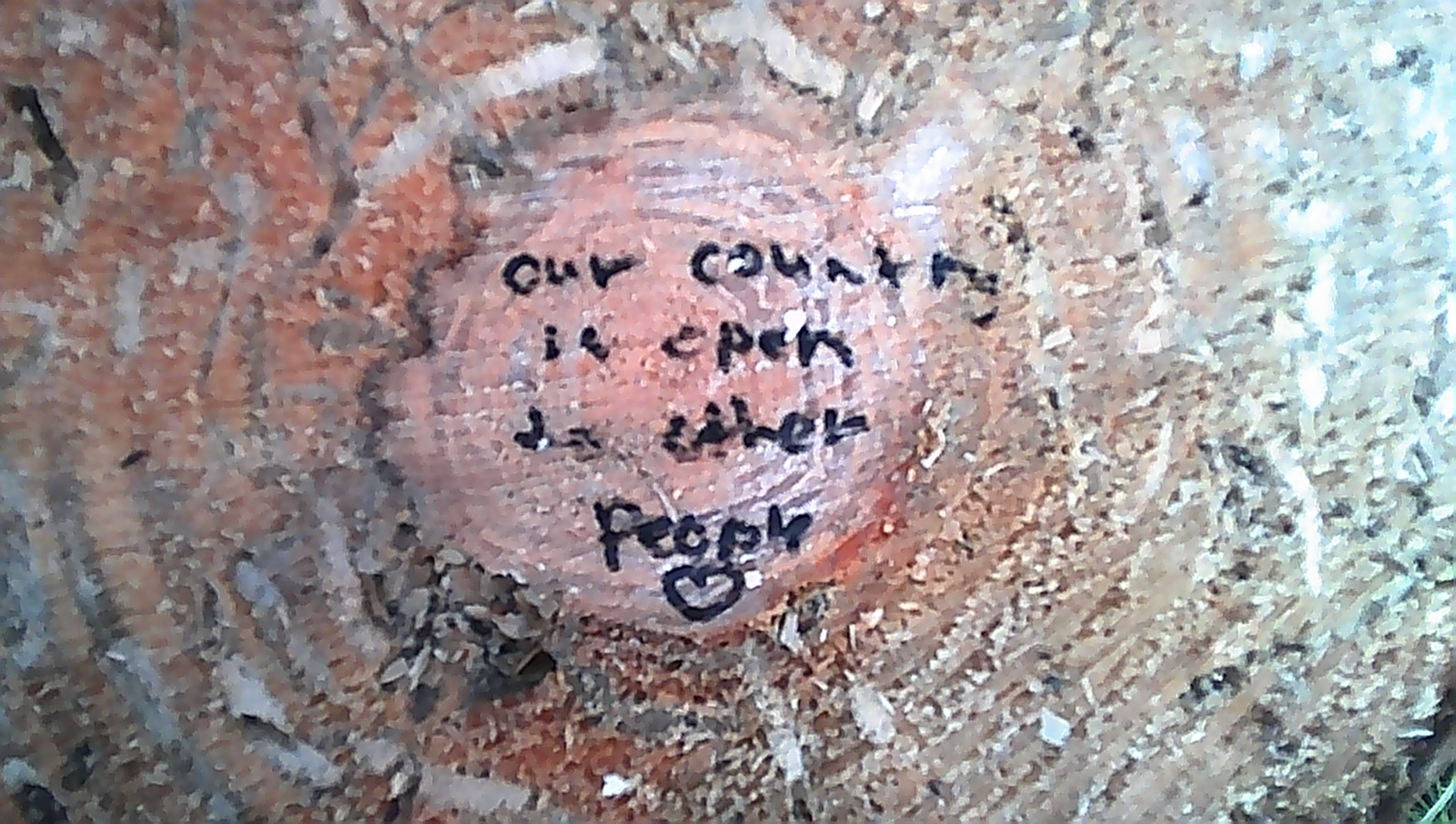 tree graffiti