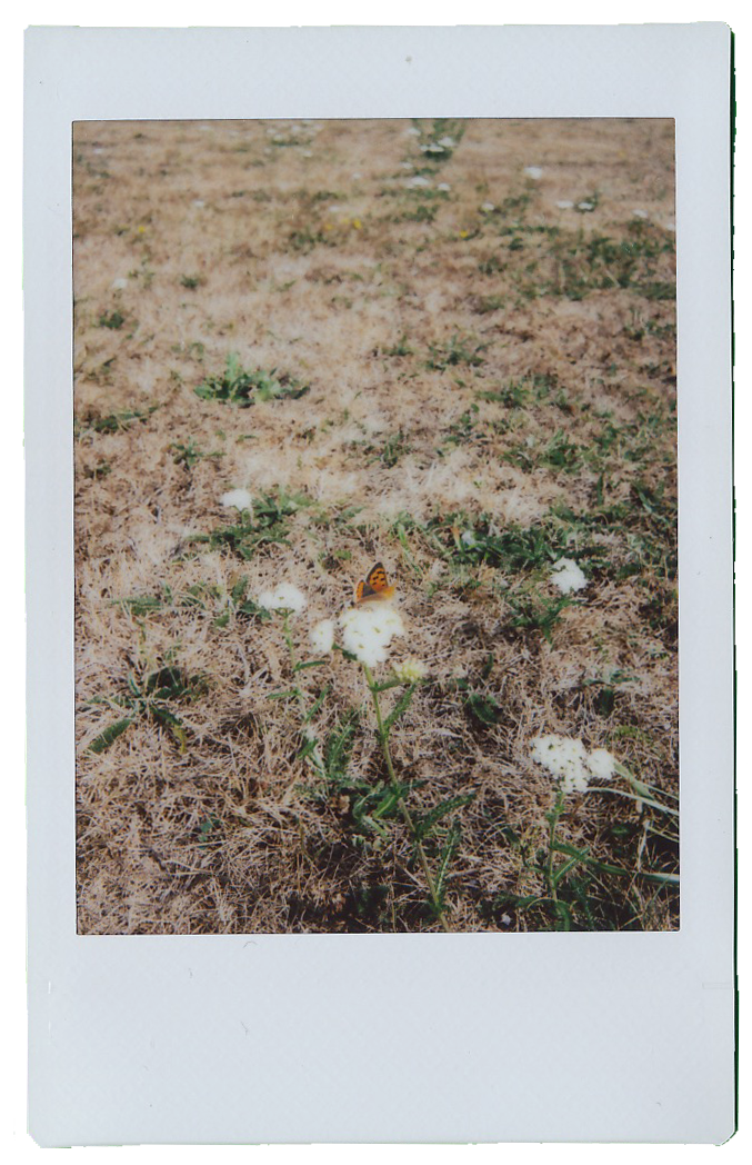 butterfly