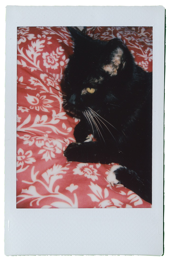lilly