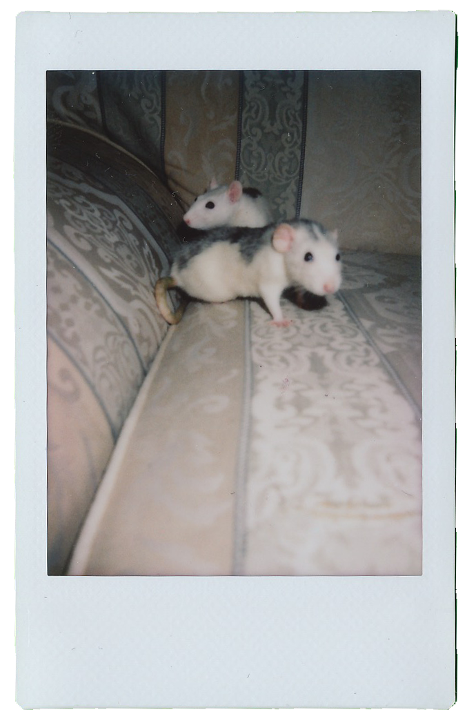 rats
